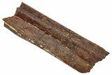 Hadrosaur (Edmontosaurus) Rib Bone - Wyoming #265736-1